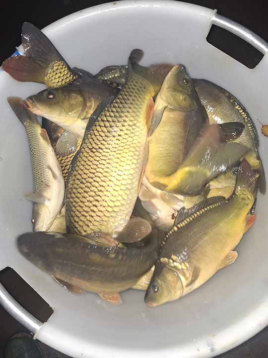 Fischbesatz Herbst 2025 – Bild 02