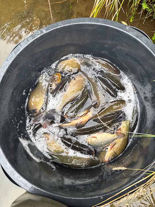 Fischbesatz Herbst 2025 – Bild 09
