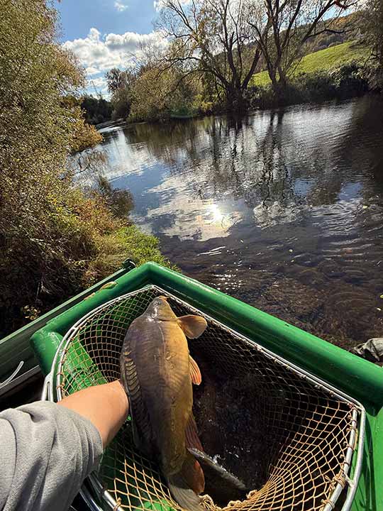 Fischbesatz Herbst 2025 – Bild 14