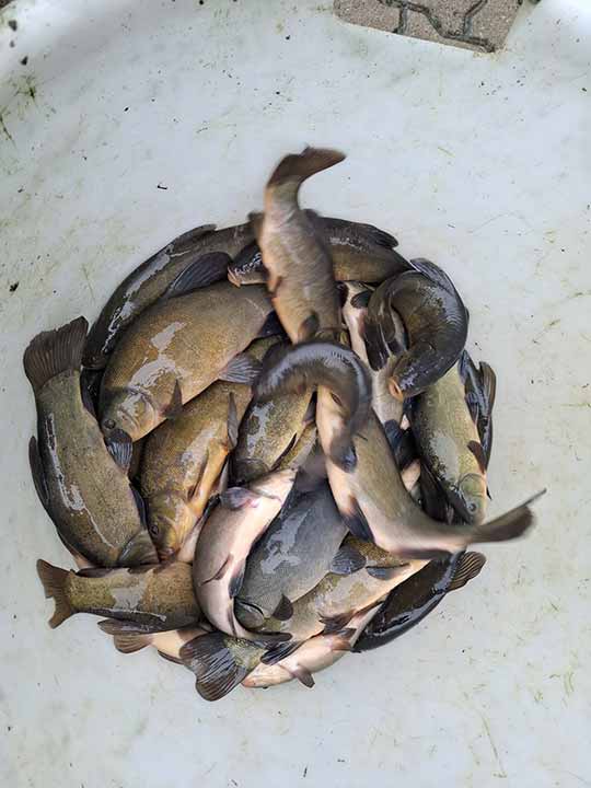 Fischbesatz Herbst 2025 04