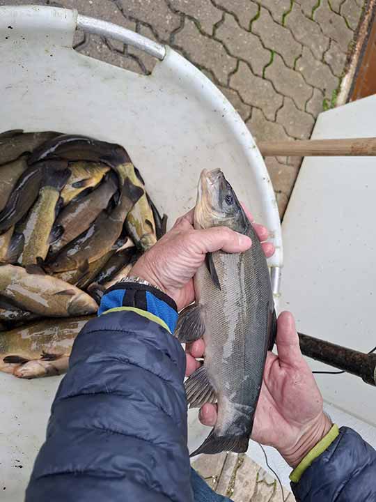 Fischbesatz Herbst 2025 06