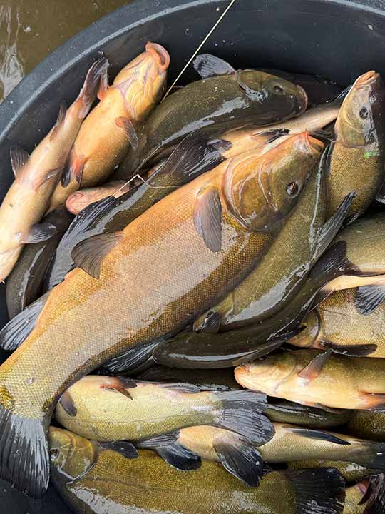 Fischbesatz Herbst 2025 10