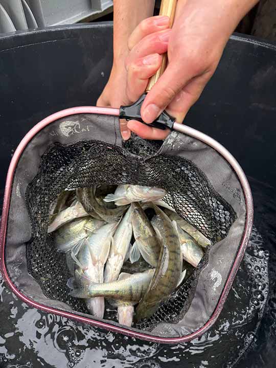 Fischbesatz Herbst 2025 16